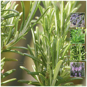 Rosemary Pink Sky Mauve Seeds