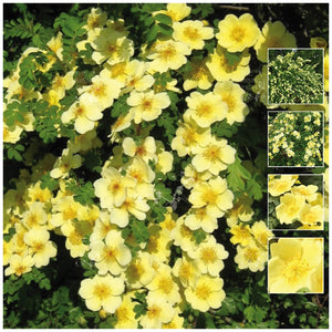 Rosa Xanthina Canary Bird Rose Seeds