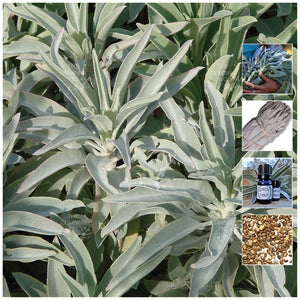 Salvia Apiana Sacred White Sage Seeds