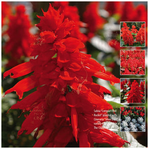 Salvia Compact Red Rocket Seeds