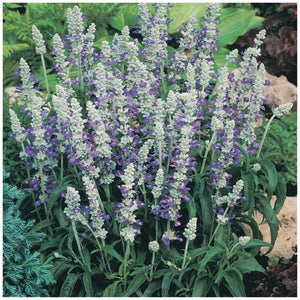 Salvia Farinacea Strata Seeds