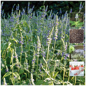 Salvia Hispanica Chia Seeds