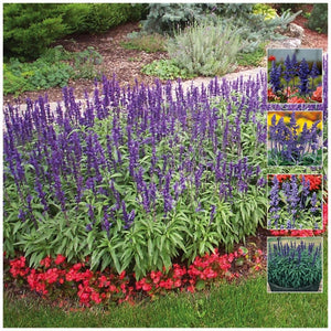 Salvia Victoria Blue Seeds