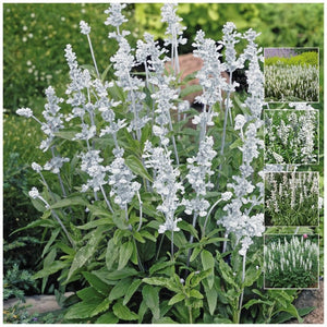 Salvia Victoria White Seeds