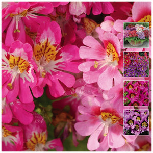 Schizanthus Angel Wings Ultra Seeds