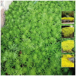 Sedum Acre Goldmoss Stonecrop Seeds