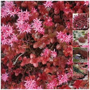 Sedum Dragon Tears Seeds