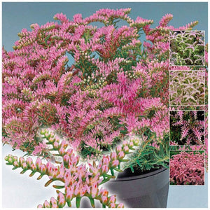 Sedum Pulchellum Sea Star Seeds