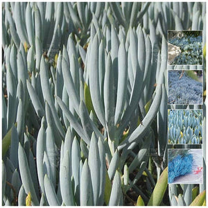 Senecio Serpens Blue Chalksticks Seeds