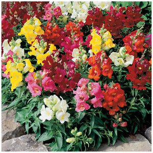 Snapdragon Gnomes Hat Mix Seeds