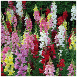 Snapdragon Kamikaze Mix Seeds