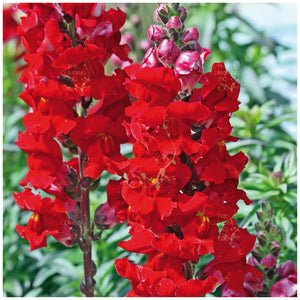 Snapdragon Kamikaze Red Seeds