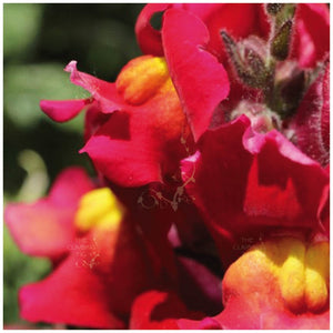 Snapdragon Kamikaze Red Yellow Seeds