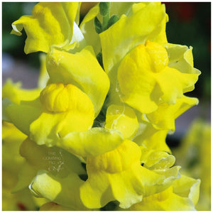 Snapdragon Kamikaze Yellow Seeds