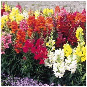 Snapdragon Shapeshifter Mix Seeds