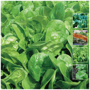 Spinach English Seeds