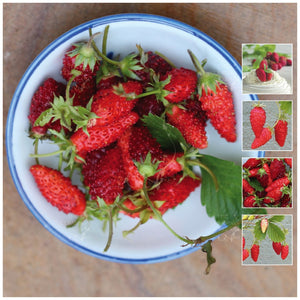 Strawberry Alpine Dessert Seeds