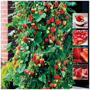 Strawberry Mimi's Trailblazer Seeds
