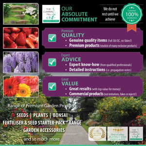 The Climbing Fig Quality and Value for 100% Customer Satisfaction