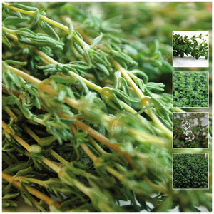 Thyme Evergreen Wonder Seeds