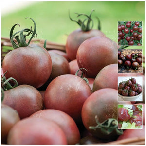 Tomato Black Kuro Cherry Seeds