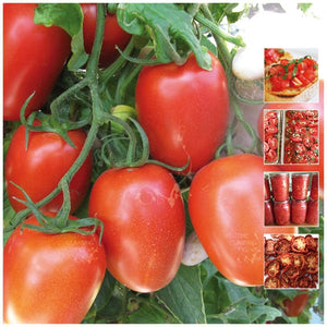 Tomato Roma Italian Delizia Seeds