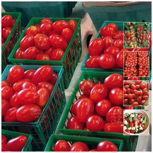 Tomato Roma Italian Delizia Cherry Seeds