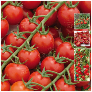 Tomato Tommy Cherry Fountain Seeds
