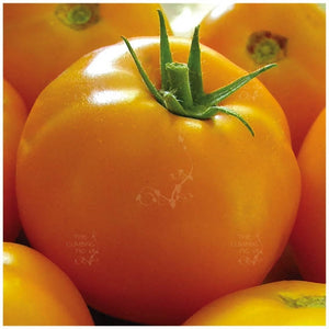 Tomato Yellow Grosse Lisse Seeds
