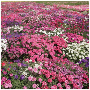 Verbena Serenity Mix Seeds