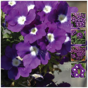 Verbena Violet Night Eyes Seeds