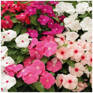 Vinca Boombox Mix Seeds