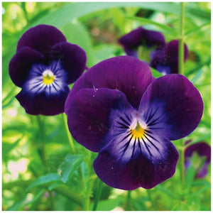 Viola King Henry Seeds