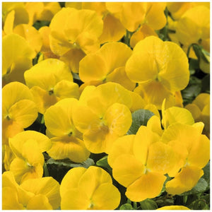 Viola Prince John Seeds