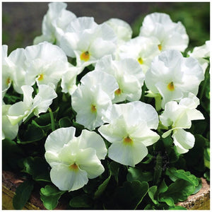 Viola White Perfection Seeds