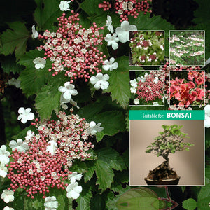 VIBURNUM SARGENTII Hiro Seeds. Flowering shrub small tree. Autumn colour