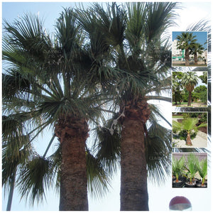 Washingtonia Filifera California Fan Palm Seeds