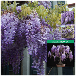 Wisteria Sinensis Hekigan Seeds