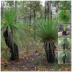 Xanthorrhoea Preissii Balga Blackboy Seeds