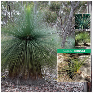 Xanthorrhoea Resinosa Dwarf Blackboy Seeds
