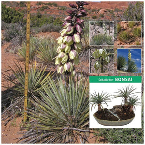 Yucca Angustissima Seeds