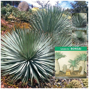 Yucca Hesperoyucca Whipplei Seeds