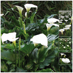 Zantedeschia Angel White Calla Lily Seeds