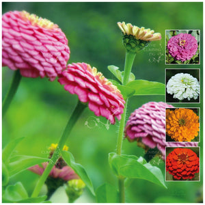 Zinnia Cut Flower Classic Seeds