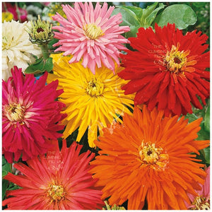 Zinnia Happy Talk Seeds