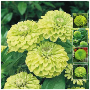 Zinnia Envy Lime Green Seeds