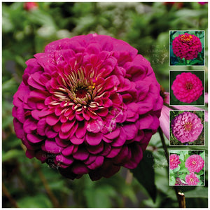 Zinnia Regal Pink Rose Seeds