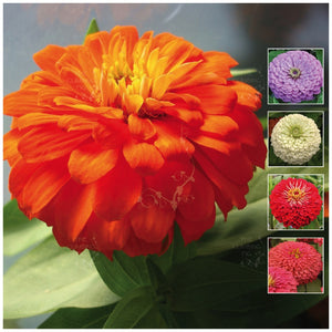 Zinnia CA Ultra-Giants Seeds
