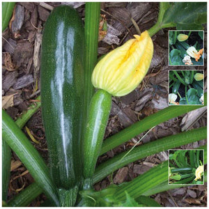 Zucchini Black Beauty 229 Seeds
