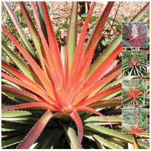 Bromelia False Pineapple Bromeliad Seeds. Exotic succulent. Tropical colour